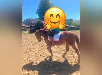 Polnisches Sportpferd, Stute, 5 Jahre, 160 cm, Fuchs