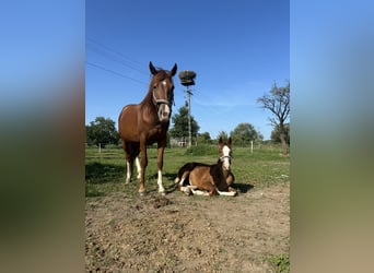 Polnisches Sportpferd, Stute, 5 Jahre, 161 cm, Fuchs