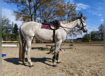 Polnisches Sportpferd, Stute, 5 Jahre, 162 cm, Schimmel