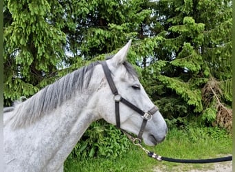 Polnisches Sportpferd, Stute, 5 Jahre, 162 cm, Schimmel