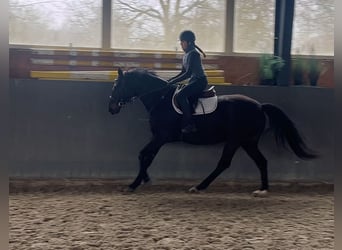 Polnisches Sportpferd, Stute, 5 Jahre, 165 cm, Dunkelbrauner