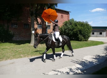 Polnisches Sportpferd, Stute, 5 Jahre, 165 cm, Rappe