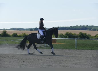 Polnisches Sportpferd, Stute, 5 Jahre, 165 cm, Rappe
