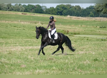 Polnisches Sportpferd, Stute, 5 Jahre, 165 cm, Rappe
