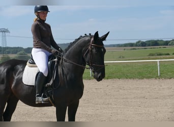 Polnisches Sportpferd, Stute, 5 Jahre, 165 cm, Rappe