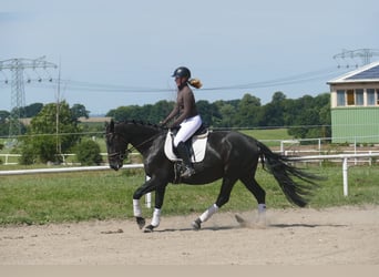 Polnisches Sportpferd, Stute, 5 Jahre, 165 cm, Rappe