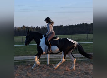 Polnisches Sportpferd Mix, Stute, 5 Jahre, 165 cm, Schecke
