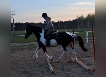 Polnisches Sportpferd Mix, Stute, 5 Jahre, 165 cm, Schecke