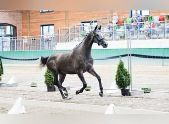 Polnisches Sportpferd, Stute, 5 Jahre, 165 cm, Schimmel