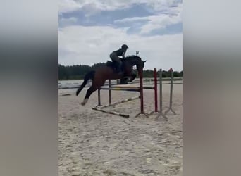 Polnisches Sportpferd, Stute, 5 Jahre, 166 cm, Brauner