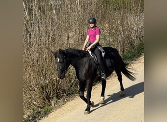 Polnisches Sportpferd, Stute, 5 Jahre, 166 cm, Rappe