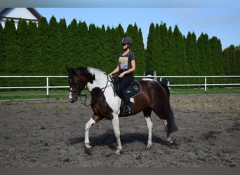 Polnisches Sportpferd, Stute, 5 Jahre, 167 cm, Schecke