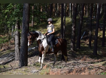 Polnisches Sportpferd, Stute, 5 Jahre, 167 cm, Schecke