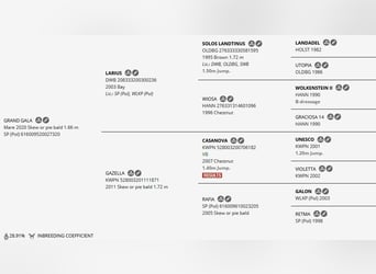 Polnisches Sportpferd, Stute, 5 Jahre, 167 cm, Schecke