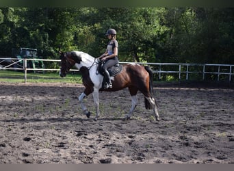 Polnisches Sportpferd, Stute, 5 Jahre, 167 cm, Schecke