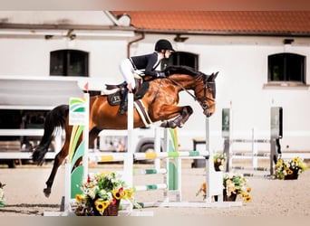 Polnisches Sportpferd, Stute, 5 Jahre, 168 cm, Brauner