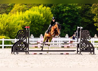 Polnisches Sportpferd, Stute, 5 Jahre, 168 cm, Brauner