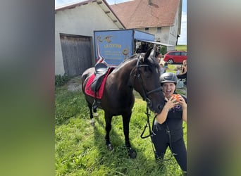 Polnisches Sportpferd, Stute, 5 Jahre, 168 cm, Rappe
