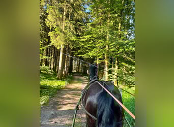 Polnisches Sportpferd, Stute, 5 Jahre, 168 cm, Rappe