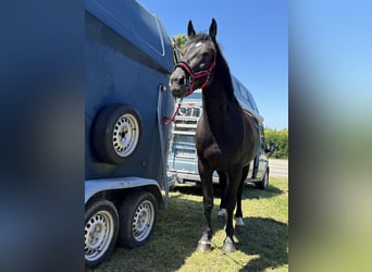 Polnisches Sportpferd, Stute, 5 Jahre, 168 cm, Rappe