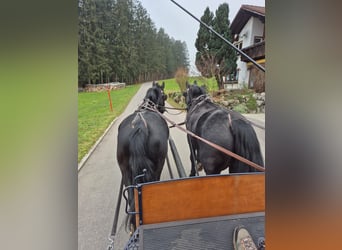 Polnisches Sportpferd, Stute, 5 Jahre, 168 cm, Rappe