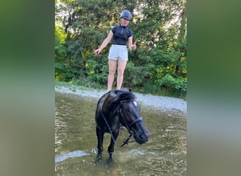 Polnisches Sportpferd, Stute, 5 Jahre, 168 cm, Rappe