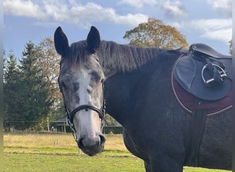 Polnisches Sportpferd, Stute, 5 Jahre, 168 cm, Schimmel