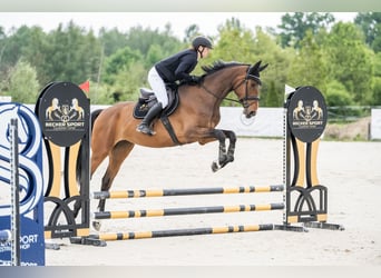 Polnisches Sportpferd, Stute, 5 Jahre, 170 cm, Brauner