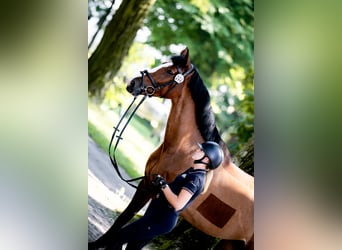 Polnisches Sportpferd, Stute, 5 Jahre, 174 cm, Brauner