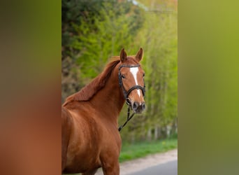 Polnisches Sportpferd, Stute, 6 Jahre, 153 cm, Fuchs