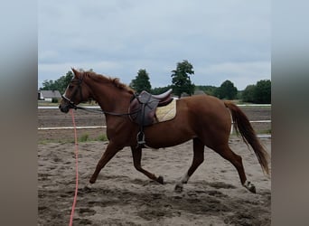 Polnisches Sportpferd, Stute, 6 Jahre, 162 cm, Fuchs