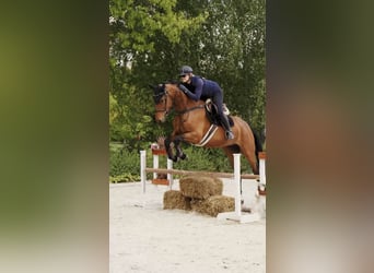 Polnisches Sportpferd, Stute, 6 Jahre, 164 cm, Rotbrauner