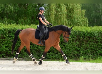 Polnisches Sportpferd, Stute, 6 Jahre, 164 cm, Rotbrauner