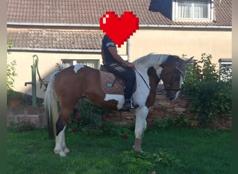 Polnisches Sportpferd, Stute, 6 Jahre, 165 cm, Schecke