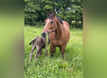 Polnisches Sportpferd, Stute, 6 Jahre, 165 cm
