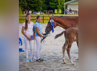 Polnisches Sportpferd, Stute, 6 Jahre, 165 cm