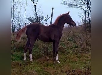 Polnisches Sportpferd, Stute, 6 Jahre, 166 cm, Fuchs