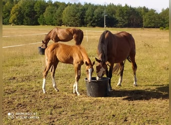 Polnisches Sportpferd, Stute, 6 Jahre, 166 cm, Fuchs
