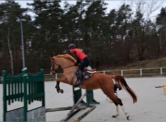 Polnisches Sportpferd, Stute, 6 Jahre, 166 cm, Fuchs