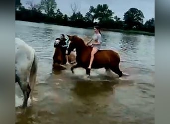 Polnisches Sportpferd, Stute, 6 Jahre, 166 cm, Fuchs