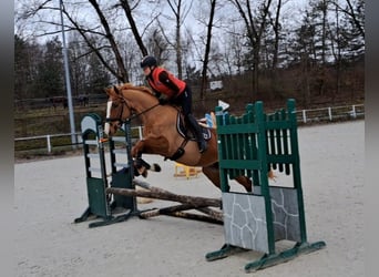 Polnisches Sportpferd, Stute, 6 Jahre, 166 cm, Fuchs