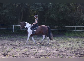 Polnisches Sportpferd, Stute, 6 Jahre, 167 cm, Schecke