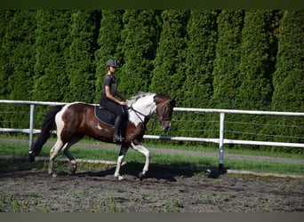 Polnisches Sportpferd, Stute, 6 Jahre, 167 cm, Schecke