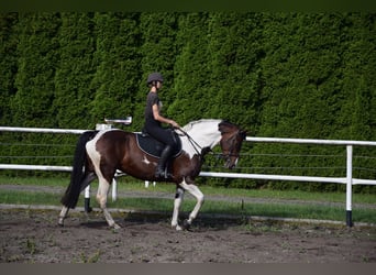 Polnisches Sportpferd, Stute, 6 Jahre, 167 cm, Schecke