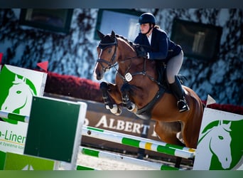 Polnisches Sportpferd, Stute, 6 Jahre, 168 cm, Brauner