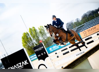 Polnisches Sportpferd, Stute, 6 Jahre, 168 cm, Brauner
