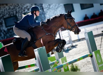 Polnisches Sportpferd, Stute, 6 Jahre, 168 cm, Brauner