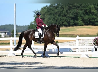 Polnisches Sportpferd, Stute, 6 Jahre, 168 cm, Dunkelbrauner