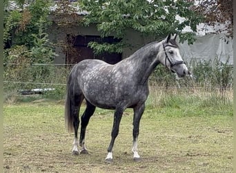 Polnisches Sportpferd, Stute, 6 Jahre, 168 cm, Schimmel