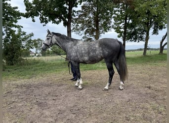 Polnisches Sportpferd, Stute, 6 Jahre, 168 cm, Schimmel